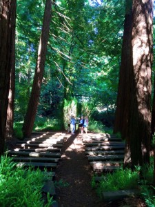 Showing off the beautiful Cathedral of the Redwoods to Mom and Dad