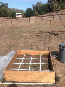 Seedlings have emerged and the trellis is ready for the peas!