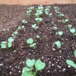 seedlings 2 august 2015