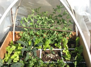 I took control of the rebellious snap peas with this stick, forcing them to hook on to the trellis I provided them with.