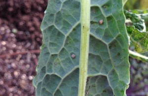Aphids attacked by parasitic wasps