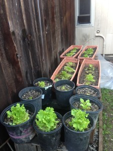 Remember when I told you you can plant your lettuce butts? Here's how mine are turning out.
