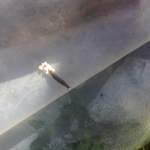 I tried the Sluggo on a slug to see what happened. It just slugged away.