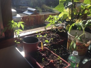 My Tomato plants!