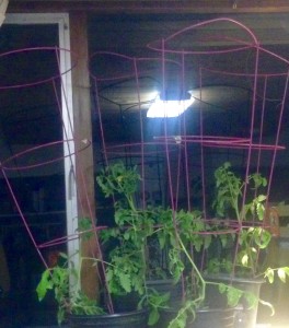 Tomato plants with cages... indoors