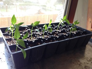 Pepper plants!