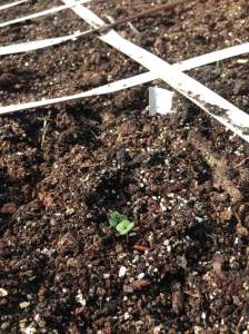 The first seedlings of Nero Toscano Kale are popping up! The kids planted well!