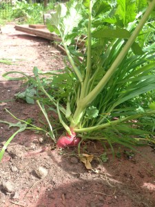 A volunteer radish forcing its way through stone tiles in the herb garden.