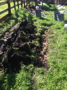 Compost Trenches... Just bury it!