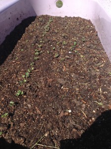 Radishes, Turnips, Carrots, and flower mixes are sprouting in the lavender tub!