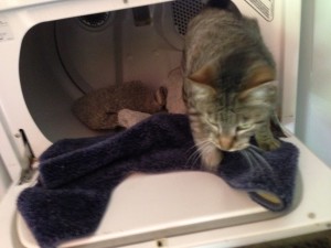 Shady Bob helps with laundry if I'm lucky.
