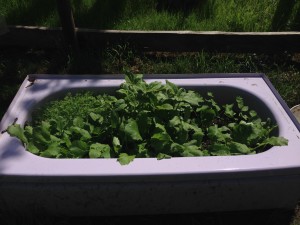 Poppies, nasturtiums, radishes, sunflowers, turnips, carrots.... all in one tub!