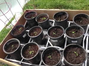 12 Transplanted cherry tomato plants
