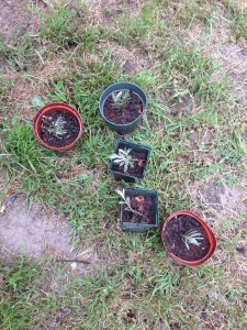 Tess and I propagated lavender starts from some existing plants.