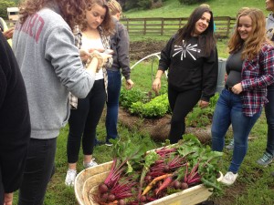 Beets and Carrots Galore!
