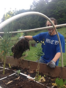 Louie pulls out a strong root system!