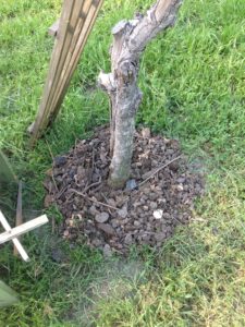 Mulched fruit tree from sifted compost.