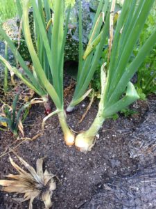 Onions planted from sprouted sliced onion.