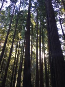 Red Wood Trees at Big Basin