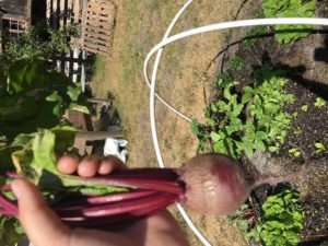 Beet pulled out of the garden 